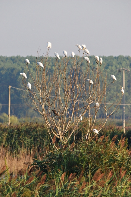 L''albero degli aironi